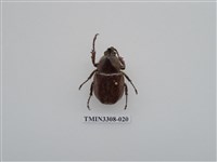 藏品(蘭嶼姬兜)的圖片